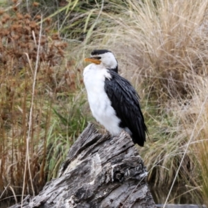 Microcarbo melanoleucos at Phillip, ACT - 12 Jul 2024