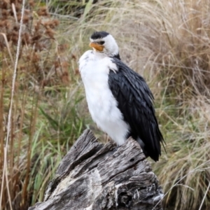 Microcarbo melanoleucos at Phillip, ACT - 12 Jul 2024