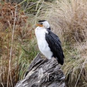 Microcarbo melanoleucos at Phillip, ACT - 12 Jul 2024