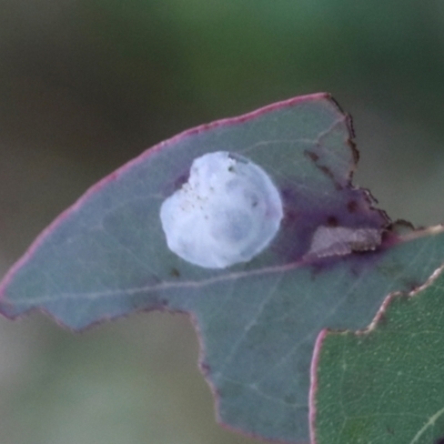 Glycaspis sp. (genus) at Phillip, ACT - 12 Jul 2024 by AlisonMilton