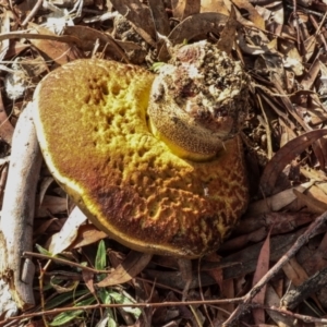 Bolete sp. at Phillip, ACT - 12 Jul 2024