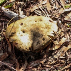 Bolete sp. at Phillip, ACT - 12 Jul 2024