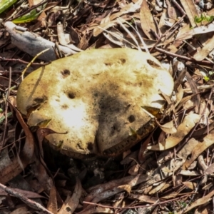 Bolete sp. at Phillip, ACT - 12 Jul 2024