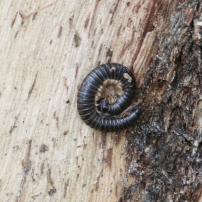 Juliformia sp. (superorder) (A Juliform millipede) at Phillip, ACT - 12 Jul 2024 by AlisonMilton