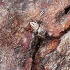 Opisthoncus sp. (genus) (Unidentified Opisthoncus jumping spider) at Phillip, ACT - 12 Jul 2024 by AlisonMilton