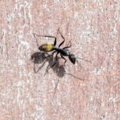 Camponotus aeneopilosus (A Golden-tailed sugar ant) at Phillip, ACT - 12 Jul 2024 by AlisonMilton