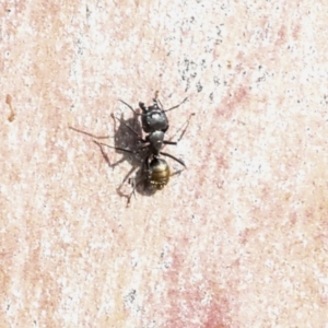 Camponotus aeneopilosus at Phillip, ACT - 12 Jul 2024