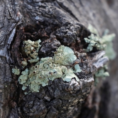 Flavoparmelia sp. (Flavoparmelia Lichen) at Strathnairn, ACT - 5 Jul 2024 by AlisonMilton