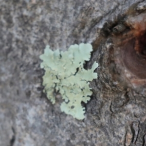 Flavoparmelia sp. at Strathnairn, ACT - 5 Jul 2024