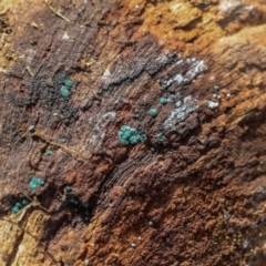 Unidentified Lichen at Strathnairn, ACT - 5 Jul 2024 by AlisonMilton