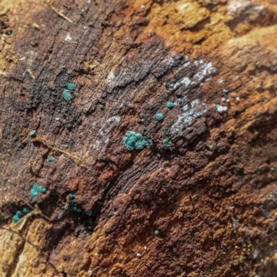 Unverified Lichen at Strathnairn, ACT - 5 Jul 2024 by AlisonMilton