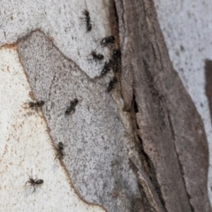 Formicidae (family) (Unidentified ant) at Higgins, ACT - 1 Apr 2024 by AlisonMilton