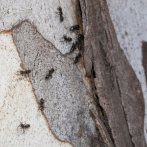 Formicidae (family) at Higgins, ACT - 1 Apr 2024