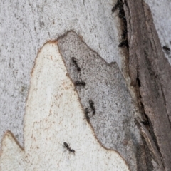 Formicidae (family) at Higgins, ACT - 1 Apr 2024