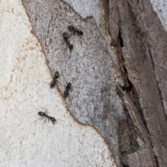 Formicidae (family) at Higgins, ACT - 1 Apr 2024