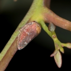 Unidentified Leafhopper or planthopper (Hemiptera, several families) at Hawker, ACT - 27 Mar 2024 by AlisonMilton