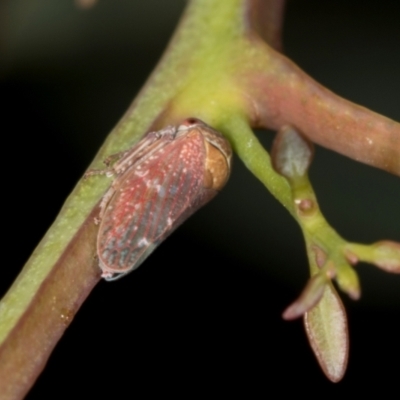 Unidentified Leafhopper or planthopper (Hemiptera, several families) at Hawker, ACT - 27 Mar 2024 by AlisonMilton