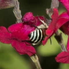 Amegilla (Zonamegilla) asserta (Blue Banded Bee) at Higgins, ACT - 7 Feb 2024 by AlisonMilton