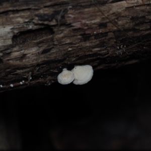 Panellus pusillus at Narooma, NSW - 13 Jul 2024