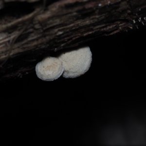 Panellus pusillus at Narooma, NSW - 13 Jul 2024