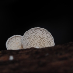 Panellus pusillus at Narooma, NSW - 13 Jul 2024