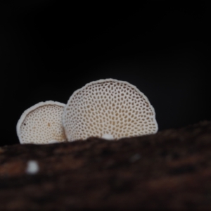 Panellus pusillus at Narooma, NSW - 13 Jul 2024