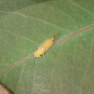 Unidentified Insect at Hawker, ACT - 27 Mar 2024 by AlisonMilton