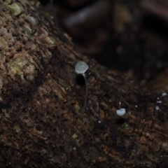 Hemimycena sp. at Narooma, NSW - 13 Jul 2024 by Bushrevival