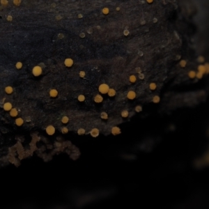 Fungi Unidentfied (kingdom) at Narooma, NSW - 13 Jul 2024 11:12 AM