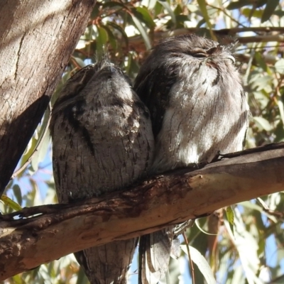 Podargus strigoides (Tawny Frogmouth) at Kambah, ACT - 12 Jul 2024 by JohnBundock