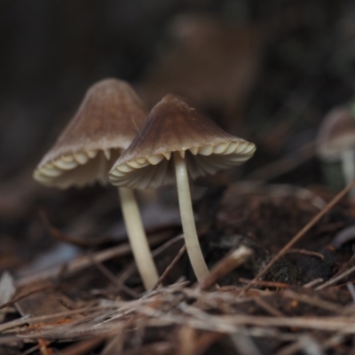 Mycena sp. (Mycena) at Narooma, NSW - 13 Jul 2024 by Bushrevival