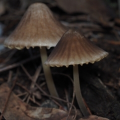 Mycena sp. (genus) at Narooma, NSW - 13 Jul 2024 10:16 AM