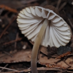 Mycena sp. (genus) at Narooma, NSW - 13 Jul 2024 10:16 AM