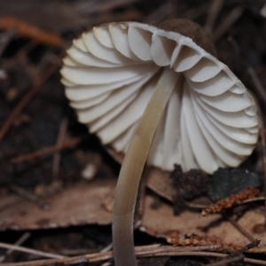 Mycena sp. at Narooma, NSW - 13 Jul 2024 10:16 AM