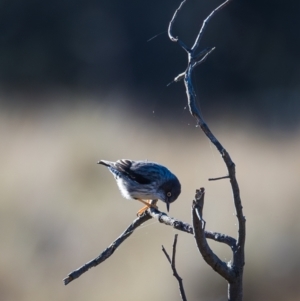 Daphoenositta chrysoptera at Forde, ACT - 13 Jul 2024 09:55 AM