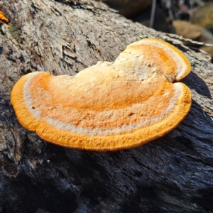 Trametes coccinea at Bombay, NSW - 13 Jul 2024 01:09 PM