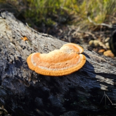 Trametes coccinea at Bombay, NSW - 13 Jul 2024