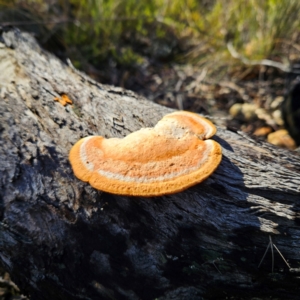 Trametes coccinea at Bombay, NSW - 13 Jul 2024 01:09 PM