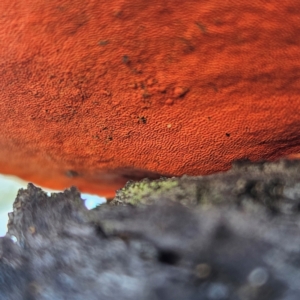 Trametes coccinea at Bombay, NSW - 13 Jul 2024