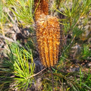 Banksia spinulosa var. spinulosa at Bombay, NSW - 13 Jul 2024