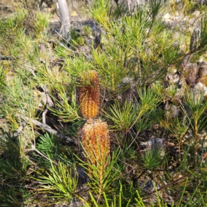 Banksia spinulosa var. spinulosa at Bombay, NSW - 13 Jul 2024