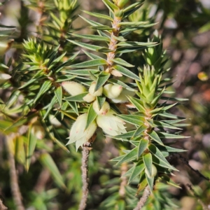 Melichrus urceolatus at Bombay, NSW - 13 Jul 2024