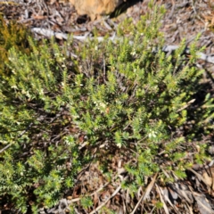 Melichrus urceolatus at Bombay, NSW - 13 Jul 2024