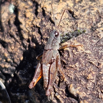 Phaulacridium vittatum (Wingless Grasshopper) at Bombay, NSW - 13 Jul 2024 by MatthewFrawley