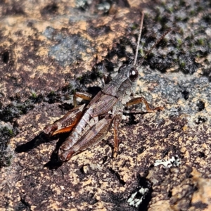 Phaulacridium vittatum at Bombay, NSW - 13 Jul 2024