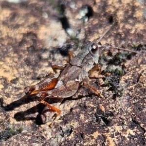 Phaulacridium vittatum at Bombay, NSW - 13 Jul 2024