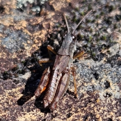 Phaulacridium vittatum at Bombay, NSW - 13 Jul 2024