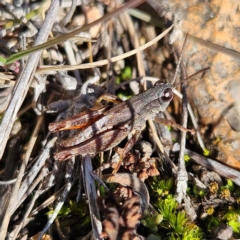 Phaulacridium vittatum at Bombay, NSW - 13 Jul 2024