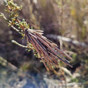 Lomera zophopepla at Bombay, NSW - 13 Jul 2024