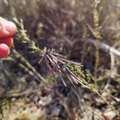 Lomera zophopepla at Bombay, NSW - 13 Jul 2024